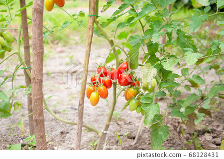 Cherry tomatoes grown in the kitchen garden 68128431