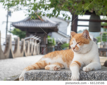 [廣島縣]棕色和白色的養蜂貓坐在尾道寺花園裡的一塊石頭上 68128586