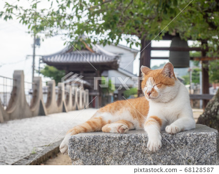 [廣島縣]棕色和白色的養蜂貓坐在尾道寺花園裡的一塊石頭上 68128587