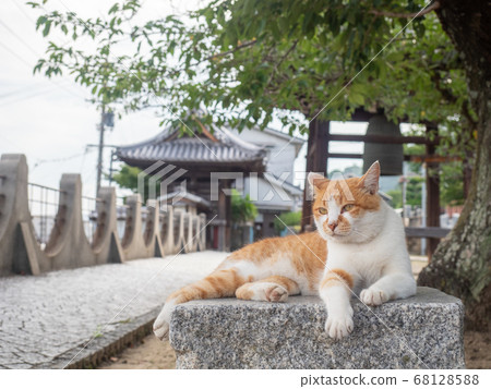 [廣島縣]棕色和白色的養蜂貓坐在尾道寺花園裡的一塊石頭上 68128588