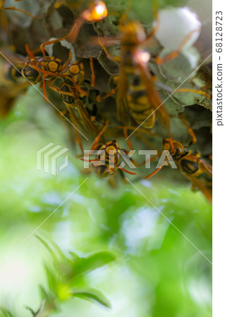 蜜蜂在築巢 68128723