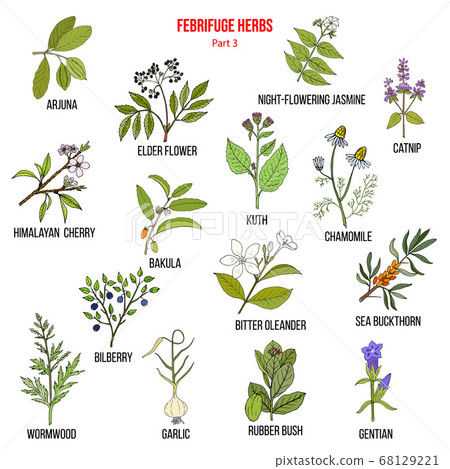 Febrifuge herbs collection. Part 3 68129221