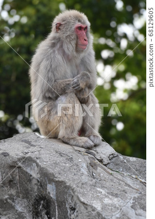 Japanese macaque 109 Japanese macaque 109 68129605
