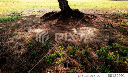 The base of the tree with an impressive silhouette The base of the tree with an impressive silhouette 68129991