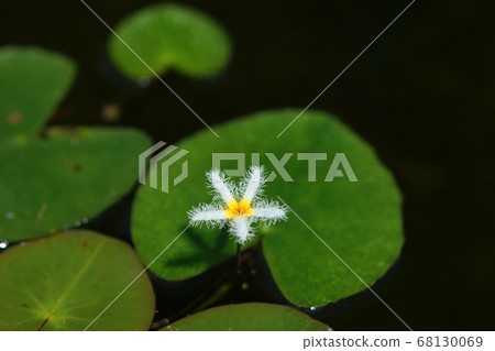 August Chofu 402 Gagabuta, Mithigaaceae, Jindai Botanical Park 68130069