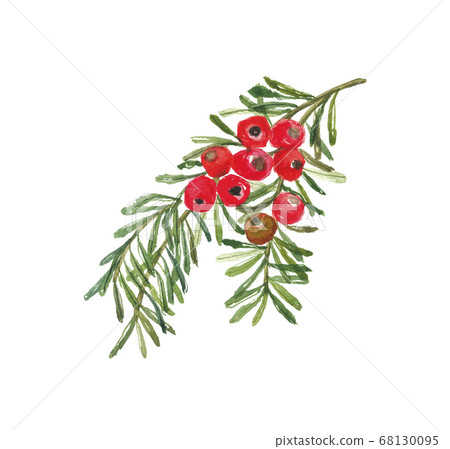 紫杉果實 68130095