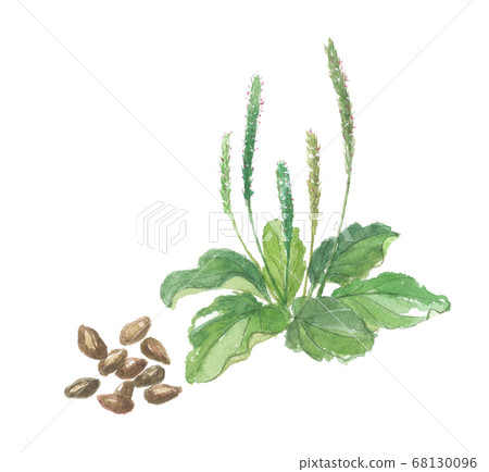 Plantain and seeds 68130096