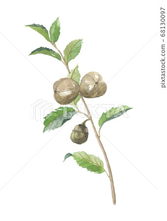 Tea leaves and fruits 68130097