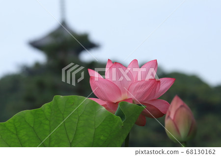 Lotus and triple tower of Yokohama Sankei Garden 68130162