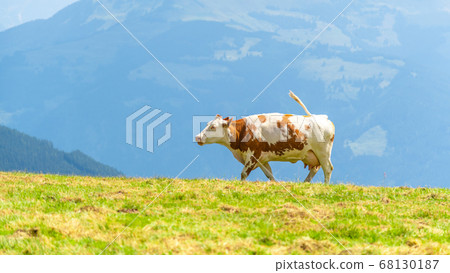 Cow grazing on lush green alpine meadows. Austrian Alps, Austria 68130187