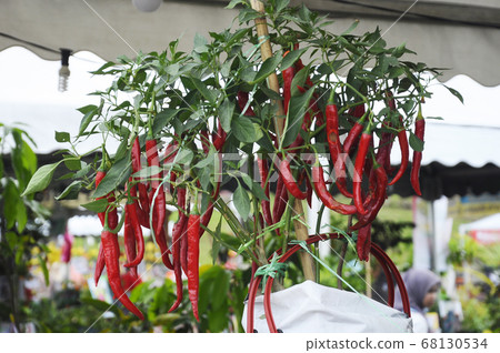Red chilies grown in pots Red chilies grown in pots 68130534