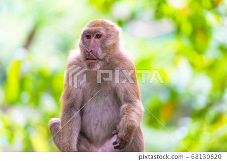 Male cute monkey sitting on a rock 68130820