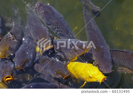 池塘的鯉魚 池塘的鯉魚 68131495