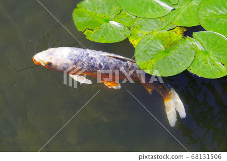 Carp of a pond 68131506