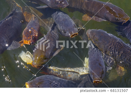 Carp of a pond 68131507