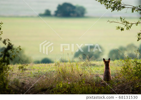 Back view of calm red fox sitting at the edge of meadow and looking away 68131530