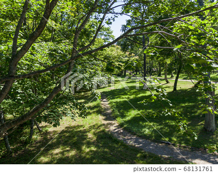 Dense greenery and park road (curve) 68131761