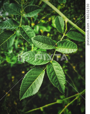 green leaves background dog rose leaf or rosa canina vertical green photography 68132330