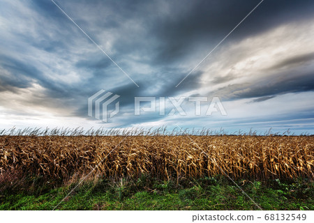 Frightening corn field in gloomy weather Frightening corn field in gloomy weather 68132549