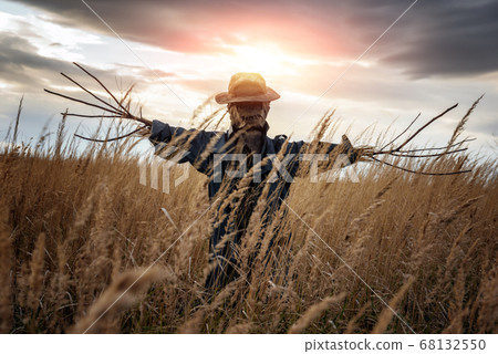 Scary scarecrow in a wheat field at sunset Scary scarecrow in a wheat field at sunset 68132550