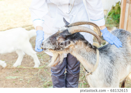 Young veterinarian woman with stethoscope holding Young veterinarian woman with stethoscope holding 68132615