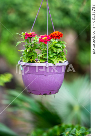 Beautiful flower in flowerpot on on the garden. 68132788