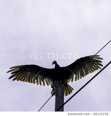 Turkey Vulture (cathartes aura) 68133236