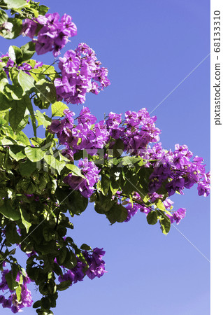 Bougainvillea flower known as Napoleon, jahanamiya, veranera , trinitaria, Santa Rita, papelillo Bougainvillea flower known as Napoleon, jahanamiya, veranera , trinitaria, Santa Rita, papelillo 68133310
