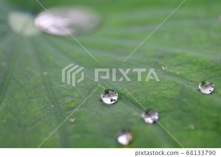 Lotus leaves and polka dots 68133790
