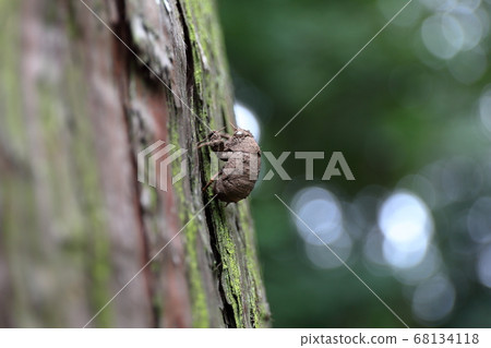 Cicada shell 68134118