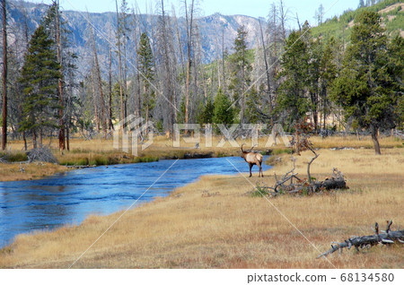 Red deer in Yellowstone National Park 68134580