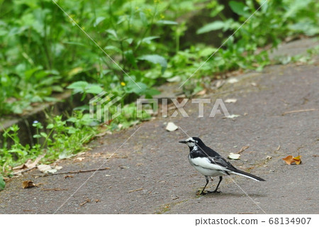 Box in the park 68134907