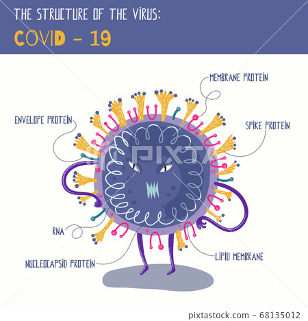 Structure of Coronavirus in easy to understand figure. Vector cartoon illustration 68135012