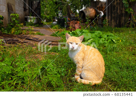 Red cat in the courtyard of the house in the 68135441