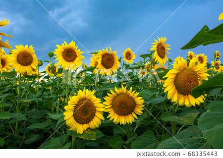 A field of sunflowers before the rain. Black rain A field of sunflowers before the rain. Black rain 68135443