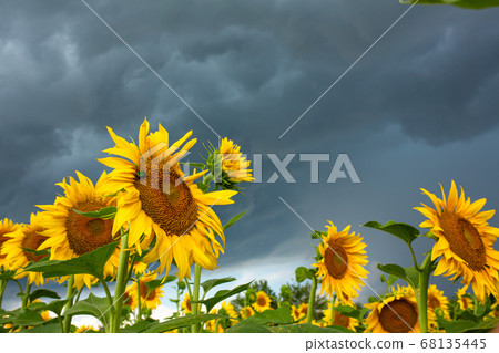 A field of sunflowers before the rain. Black rain A field of sunflowers before the rain. Black rain 68135445