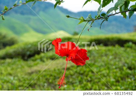 Hibiscus flowers in the wild, against the backdrop Hibiscus flowers in the wild, against the backdrop 68135492
