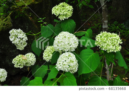 仙台市北山繡球在四福寺開花 68135668