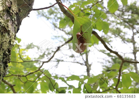 Cicada shell Cicada shell 68135683