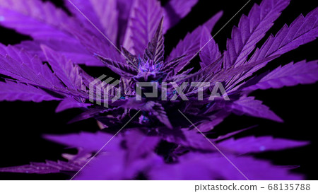 Cultivating marijuana at home in pot, sativa weed bush on black background. Organic grow of cannabis 68135788
