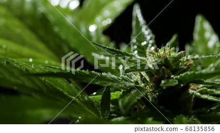 Cultivating marijuana, sativa weed leaves with buds texture on black background. Organic grow of Cultivating marijuana, sativa weed leaves with buds texture on black background. Organic grow of 68135856