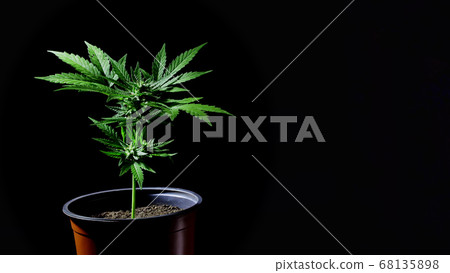 Cannabis ruderalis plant close-up rotating in pot on dark background. Rasterized herbal cannabis 68135898