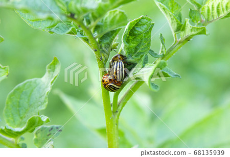 Couple of Colorado potato beetles have sex on the leaves of a potato bush Couple of Colorado potato beetles have sex on the leaves of a potato bush 68135939