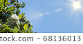 Banner of a large, creamy white southern magnolia Magnolia Grandiflora flower. 68136013