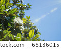 Wallpaper, creamy white southern magnolia Magnolia Grandiflora flower. 68136015