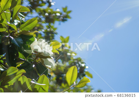 Wallpaper, creamy white southern magnolia Magnolia Grandiflora flower. 68136015