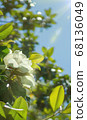 Wallpaper for phone, creamy white southern magnolia Magnolia Grandiflora flower 68136049