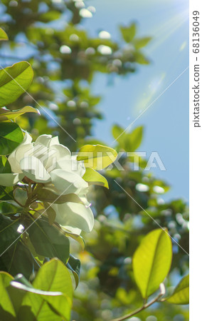 Wallpaper for phone, creamy white southern magnolia Magnolia Grandiflora flower Wallpaper for phone, creamy white southern magnolia Magnolia Grandiflora flower 68136049