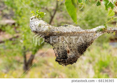 Close up shot of a insect net on the Hickman 68136365