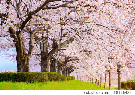 Cherry blossom tunnel Cherry blossom tunnel 68136485